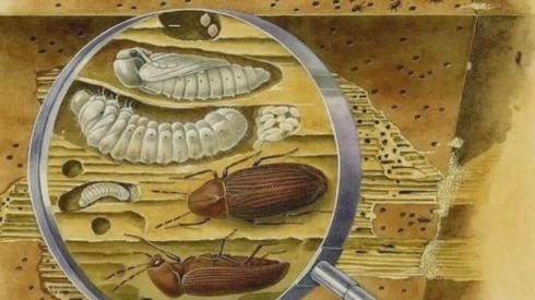 Защита дерева от насекомых.