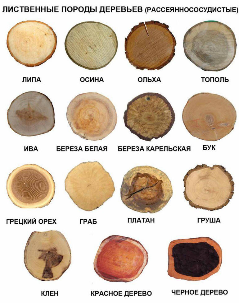 Опреление породы лиственных деревьев по спилу.