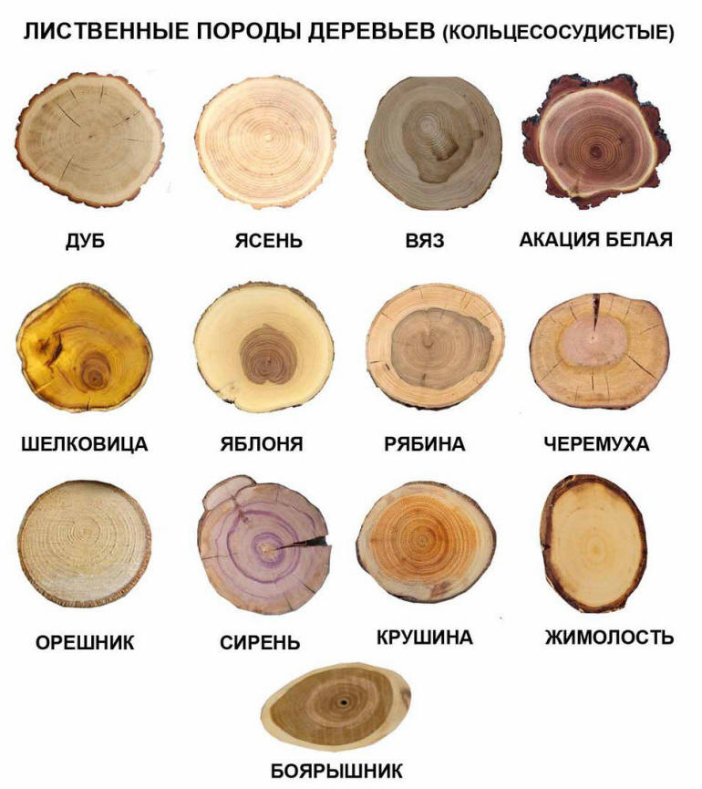 Определение лиственных пород деревьев по спилу.