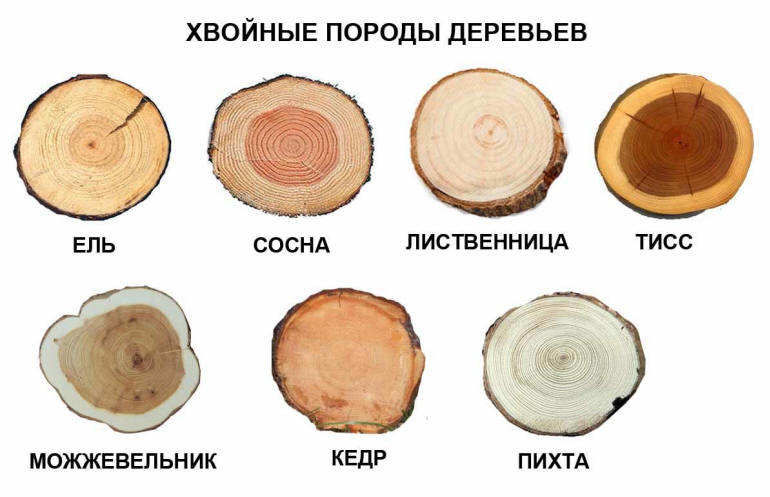 Определение хвойных пород деревьев по спилу.